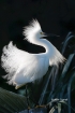Breeding-Behavior;Breeding-Plumage;Egret;Egretta-thula;One;Snowy-Egret;avifauna;